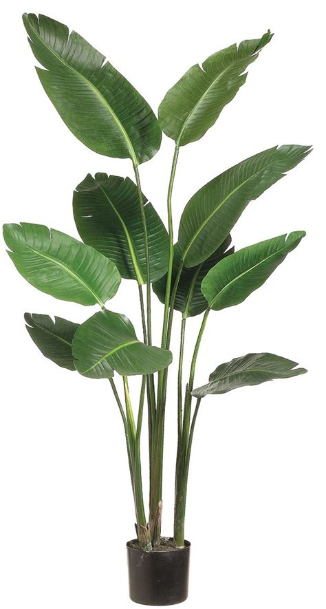 This attractive houseplant can be grown by propagation of stem cutting in well drained potting soil. Best 25+ Tall plants ideas on Pinterest | Big house plants ...
