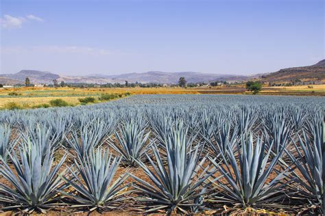 Things To Do In Tequila Jalisco
