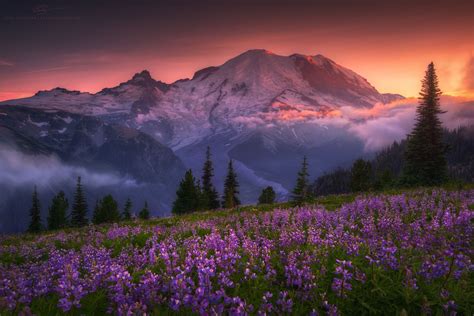 Violet Crown Peak Flower Bloom On The Sunrise Side Of Mount Rainier