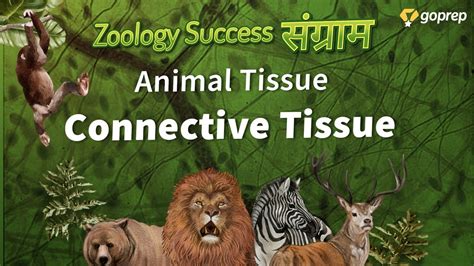 Connective Tissue Animal Tissues Zoology Success Sangram Neet