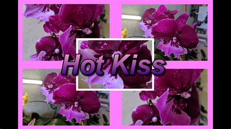 Горячий поцелуй Hot Kiss Youtube