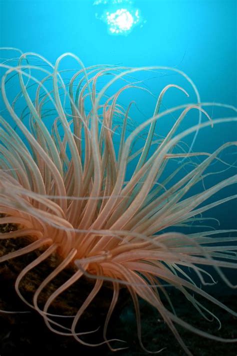 Natures Doorways Anemone Life Under The Sea Underwater Photography