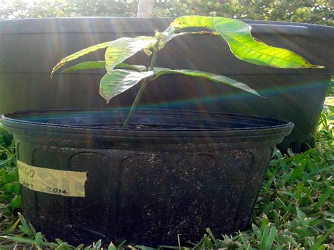 How To Grow A Mango Tree From A Seed Mikes Backyard Nursery