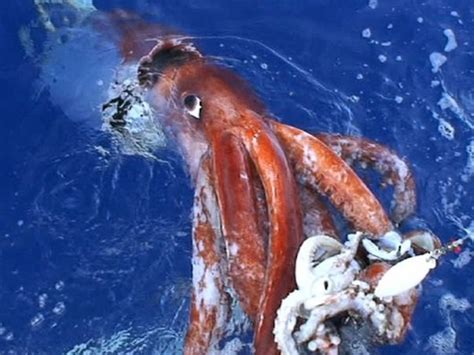 Kraken Real Life