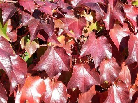 Wohnung mieten haus mieten wohnung kaufen haus kaufen grundstück kaufen. Kletterpflanzen für Hof und Garten kaufen in Bannewitz