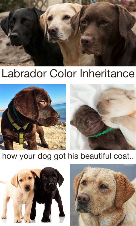 Labrador Color Inheritance With New Puppy Color Charts