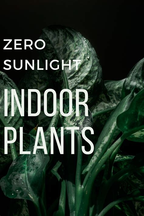 Zero Sunlight Indoor Plants Indoor Plant Care Zero Sunlight Indoor