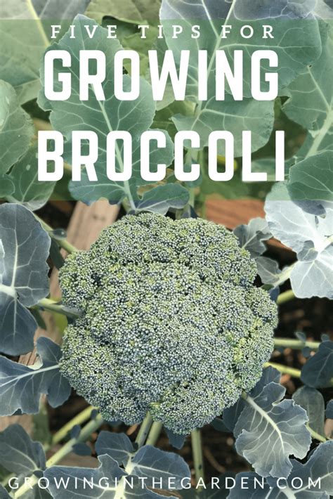 Five Tips For Growing Broccoli Growing In The Garden