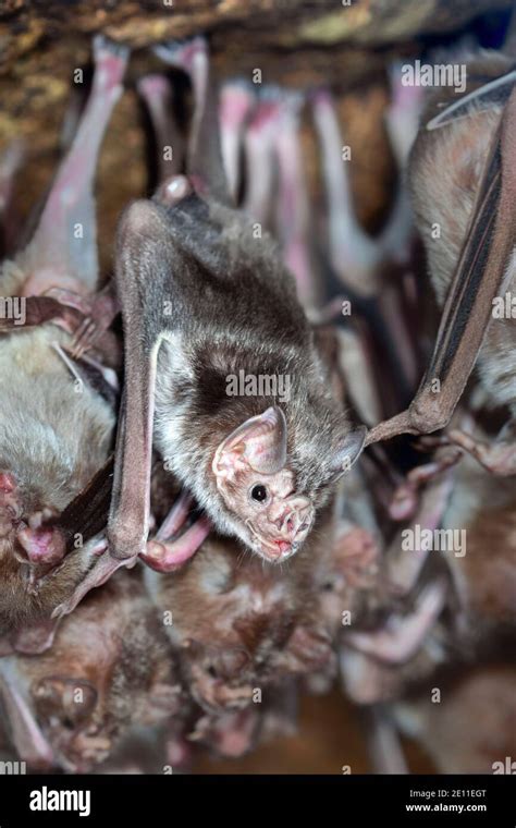 Vampire Bat Cave Hi Res Stock Photography And Images Alamy