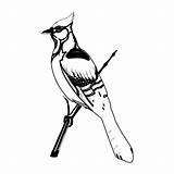 Woodpecker Fensterbilder Buntspecht Coloringbay sketch template