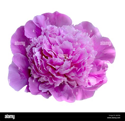 Pink Peony Flower Stock Photo Alamy