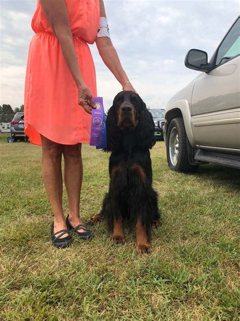 Iowa is known for its vast plains, and what glorious plains they are! Champion Gordon Setter Puppies - For Sale