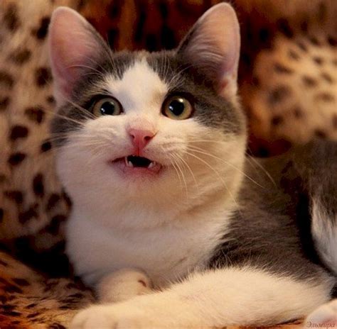 These 11 Confused Looking Cats Will Make You Smile