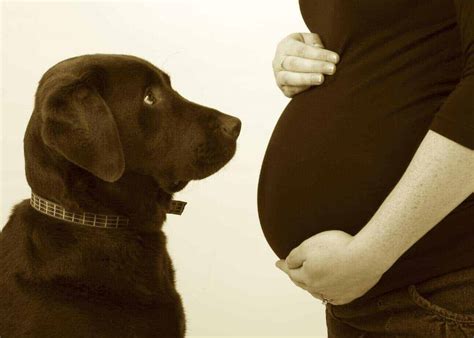 Dogs Sense Pregnancy By Smelling Hormonal Changes