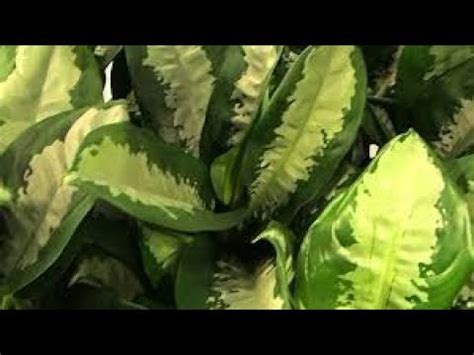 Propagation from stem cuttings is the most popular way to propagate aglaonema. छायादार पौधा🌿AGLAONEMA / CHINESE EVERGREEN care and ...