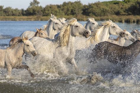 Camargue Horses Animals Free Photo On Pixabay