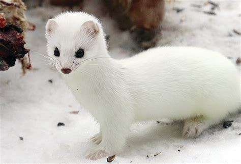 Weasels Winter White The Timberjay