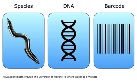 creating a dna barcode — science learning hub