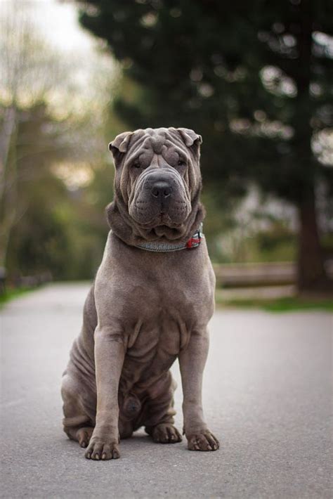 22 Chinese Dog Names Chinese Dog Dog Breeds Shar Pei Dog