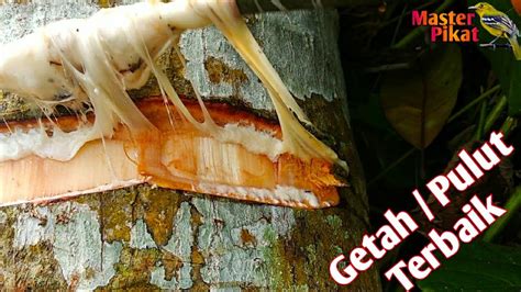 Terima kasih kepada pulut panggang kampung boy, kampung hilir, sibu! cara buat lem pulut burung paling lengket dan tidak bau ...