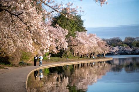 2023 Washington Dc Cherry Blossom Watch Wrap Up