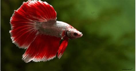 Gambar tanaman hias bunga melati terbaru. Terbaru 20+ Tanaman Hias Ikan Cupang