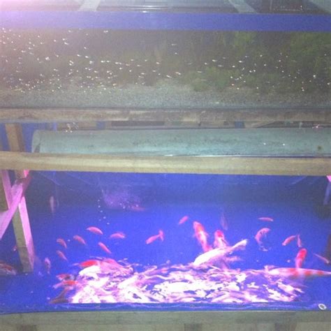 Aneka model meja aquarium jati jepara minimalis modern dan ukiran harga murah mulai 3 jutaan. Aneka Model Aquarium - Ikan Hias Aquarium Cantik Cantik ...