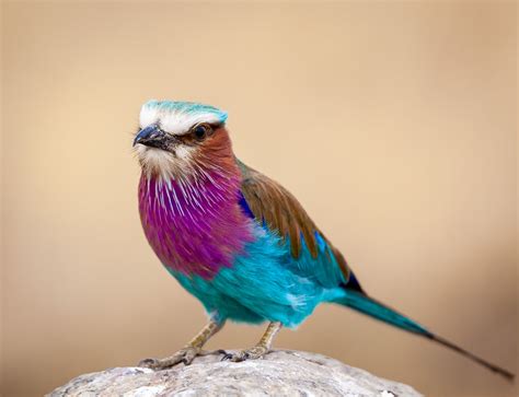 Top 34 African Birds A Safari Photo Guide