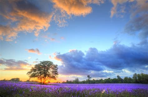 Stunning Atmospheric Sunset Over Vibrant Lavender Fields In Summ