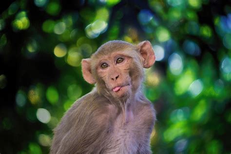 Den Rhesus Macaque Ape Pattedyr Gratis foto på Pixabay