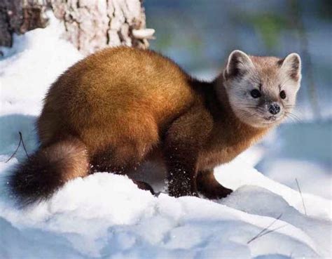 Check spelling or type a new query. American Martens Animals | Interesting Facts & Latest ...