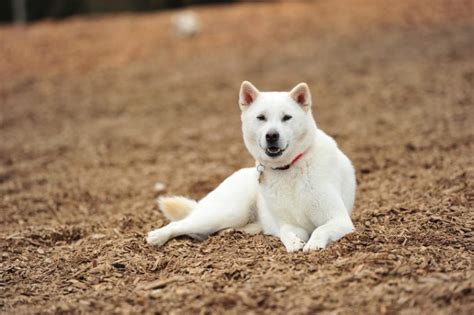 Kishu Ken Everything You Need To Know Pettime