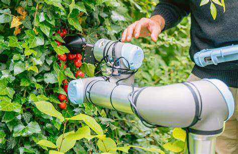 Researchers Use Chatgpt To Make A Tomato Picking Robot The Robot Report