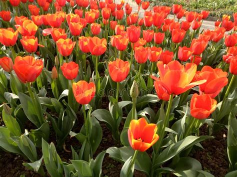 Red Tulips Stock Image Image Of Springtime Spring 143621761