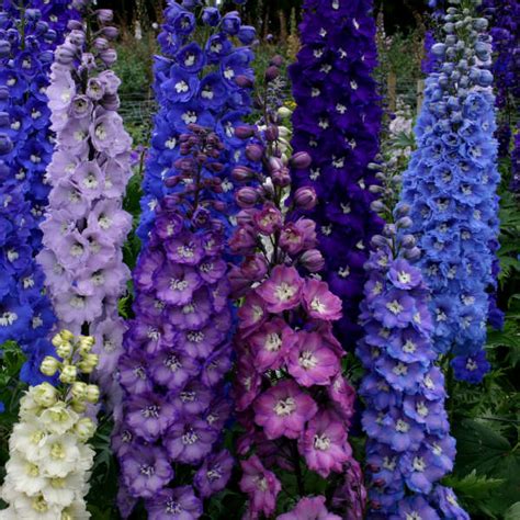 Delphinium Larkspur Pacific Giant Seed Mix Perennial Color Herb Seeds Herbs
