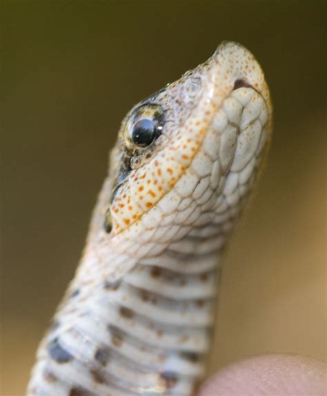 Heterodon Platirhinos Eastern Hog Nosed Snake