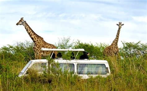 Best Safari In Kenya Ultimate Guide To A Vacation In The Wild