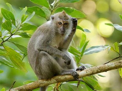 Ternyata Monyet Suka Masturbasi Bahkan Punya Sex Toy Sendiri Berikut Faktanya Kaskus