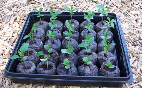 Why Do Apple Seedlings Die So Easy General Fruit Growing Growing Fruit