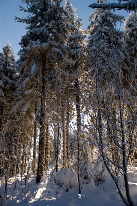Free Images Tree Wilderness Branch Snow Winter Trunk France