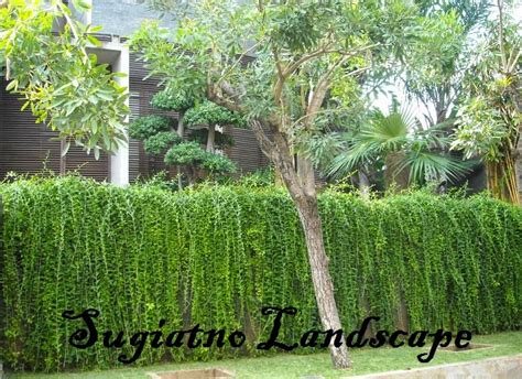 Tanaman rambat lee kuan yew adalah tanaman yang memiliki nama latin vernonia elliptica, atau juga sering disebut dengan istilah tanaman janda merana. Lee kuan yew | harga jual lee kwan yu | Tanaman janda ...