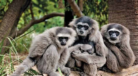 Gibbon It Up For Love Perth Zoo