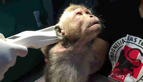 Baby Monkey Forced To Dance For Tourists Is Finally Freed The Dodo