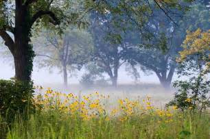 Image result for wildflower meadows
