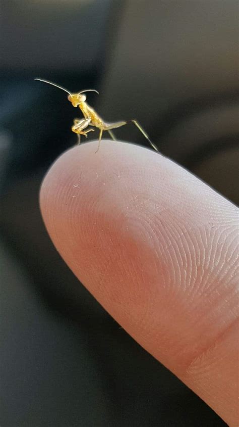 Tiny Praying Mantis 😍 Raww
