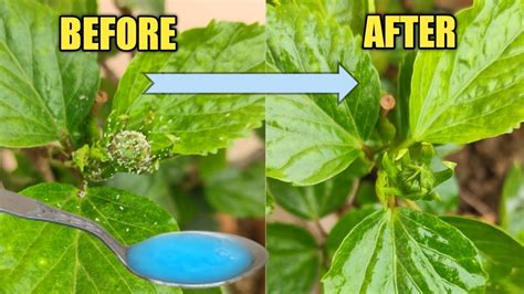 How To Control Aphids Aphids On Hibiscus Plant Treatment Youtube