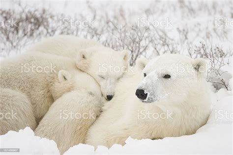 Polar Bear Mom And Cubs Stock Photo Download Image Now