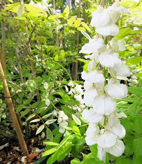 Fragrant White Flowering Vines Flowers Jkw