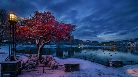 Nature Trees City Cityscape Norway Evening Winter Snow Lights