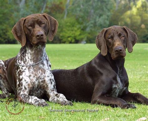 German Shorthaired Pointers Love Them Our Dog Duke Is One Smart